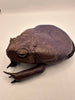 Veg-Tanned Coloured Toad Coin Pouch