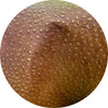 Polka Dot Pig Skin Leather